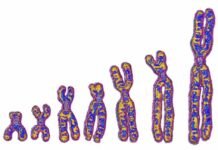 Not just Neanderthals: Ghost lineage in Africa left its mark on our DNA not-just-neanderthals:-ghost-lineage-in-africa-left-its-mark-on-our-dna