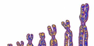 not-just-neanderthals:-ghost-lineage-in-africa-left-its-mark-on-our-dna