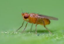 how-fruit-flies-chase-invisible-ribbons-of-smell-to-get-to-their-source