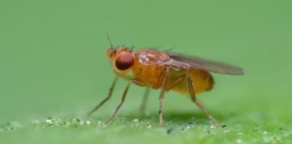 how-fruit-flies-chase-invisible-ribbons-of-smell-to-get-to-their-source