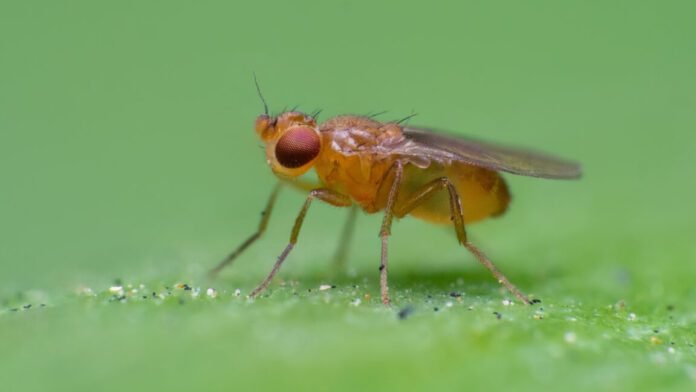 how-fruit-flies-chase-invisible-ribbons-of-smell-to-get-to-their-source how-fruit-flies-chase-invisible-ribbons-of-smell-to-get-to-their-source