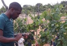 Israeli Agricultural Expertise Helps Cultivate Tanzania’s Growing Wine Industry israeli-agricultural-expertise-helps-cultivate-tanzania’s-growing-wine-industry