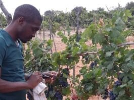 israeli-agricultural-expertise-helps-cultivate-tanzania’s-growing-wine-industry  