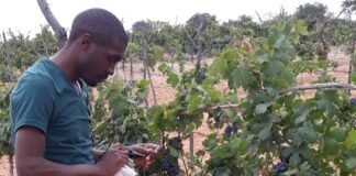 israeli-agricultural-expertise-helps-cultivate-tanzania’s-growing-wine-industry  