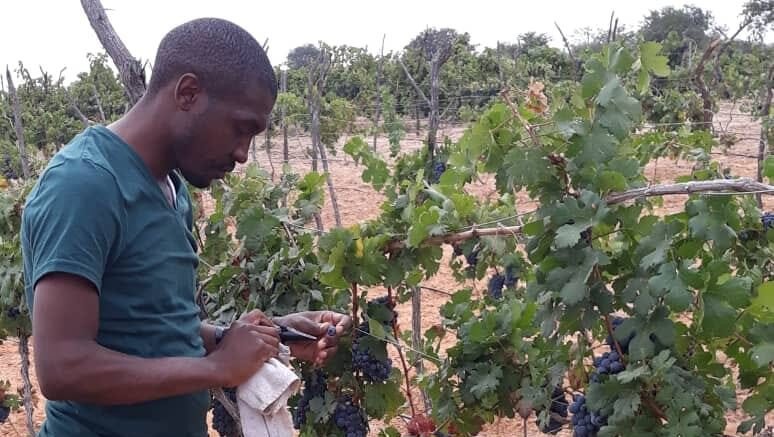 israeli-agricultural-expertise-helps-cultivate-tanzania’s-growing-wine-industry israeli-agricultural-expertise-helps-cultivate-tanzania’s-growing-wine-industry