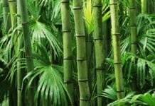China’s bamboo growth model vs. India’s eucalyptus growth model china’s-bamboo-growth-model-vs.-india’s-eucalyptus-growth-model