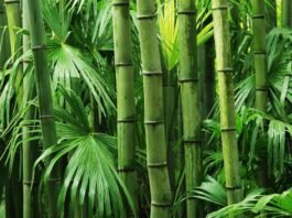 China’s bamboo growth model vs. India’s eucalyptus growth model china’s-bamboo-growth-model-vs.-india’s-eucalyptus-growth-model