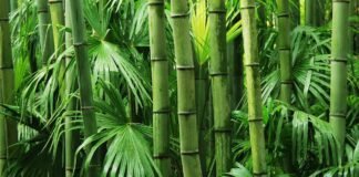 china’s-bamboo-growth-model-vs.-india’s-eucalyptus-growth-model