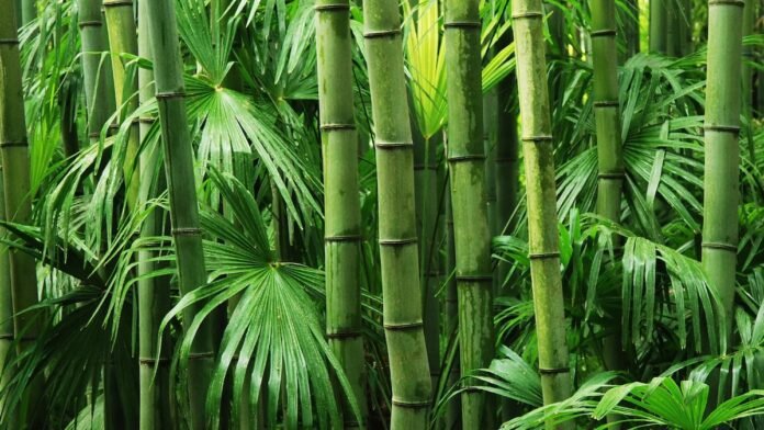 china’s-bamboo-growth-model-vs.-india’s-eucalyptus-growth-model