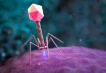 Large genome models used to design new viruses large-genome-models-used-to-design-new-viruses