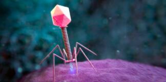 large-genome-models-used-to-design-new-viruses