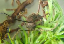 parasitic-zombie-ant-fungus-thrives-in-mosses,-too