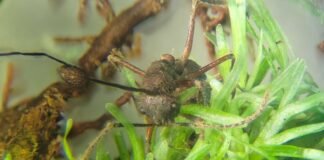 parasitic-zombie-ant-fungus-thrives-in-mosses,-too