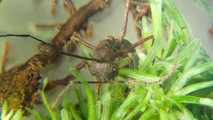 parasitic-zombie-ant-fungus-thrives-in-mosses,-too