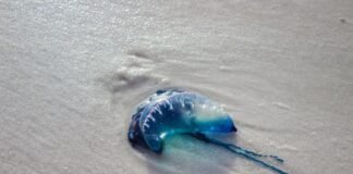 portuguese-man-o’-war-sightings-prompt-beach-warnings-across-spain
