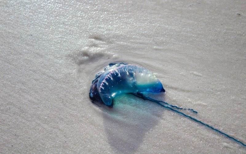 portuguese-man-o’-war-sightings-prompt-beach-warnings-across-spain portuguese-man-o’-war-sightings-prompt-beach-warnings-across-spain