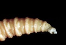 flesh-eating-screwworms-feast-on-humans-in-mexico;-human-cases-top-500