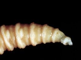 Flesh-eating screwworms feast on humans in Mexico; human cases top 500 flesh-eating-screwworms-feast-on-humans-in-mexico;-human-cases-top-500