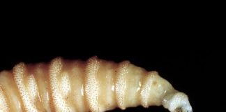 Flesh-eating screwworms feast on humans in Mexico; human cases top 500 flesh-eating-screwworms-feast-on-humans-in-mexico;-human-cases-top-500