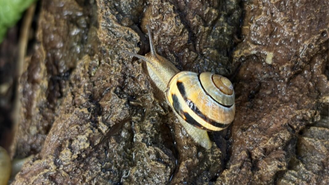 how-snails-engineer-their-slime how-snails-engineer-their-slime