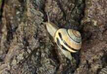How snails engineer their slime how-snails-engineer-their-slime
