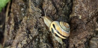 how-snails-engineer-their-slime