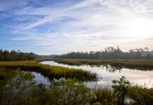A new plan to preserve Georgia’s marshes: Give them space to migrate a-new-plan-to-preserve-georgia’s-marshes:-give-them-space-to-migrate