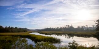 a-new-plan-to-preserve-georgia’s-marshes:-give-them-space-to-migrate