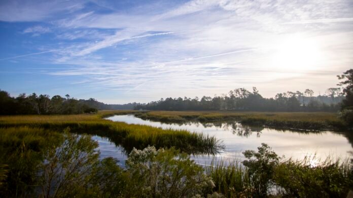 a-new-plan-to-preserve-georgia’s-marshes:-give-them-space-to-migrate