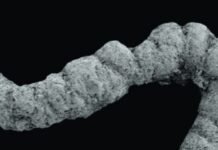 feces-fueled-a-flurry-of-evolution-during-the-cambrian,-study-suggests