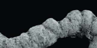 feces-fueled-a-flurry-of-evolution-during-the-cambrian,-study-suggests