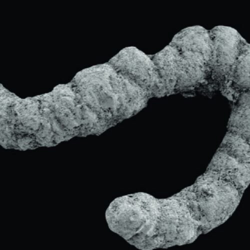 feces-fueled-a-flurry-of-evolution-during-the-cambrian,-study-suggests feces-fueled-a-flurry-of-evolution-during-the-cambrian,-study-suggests