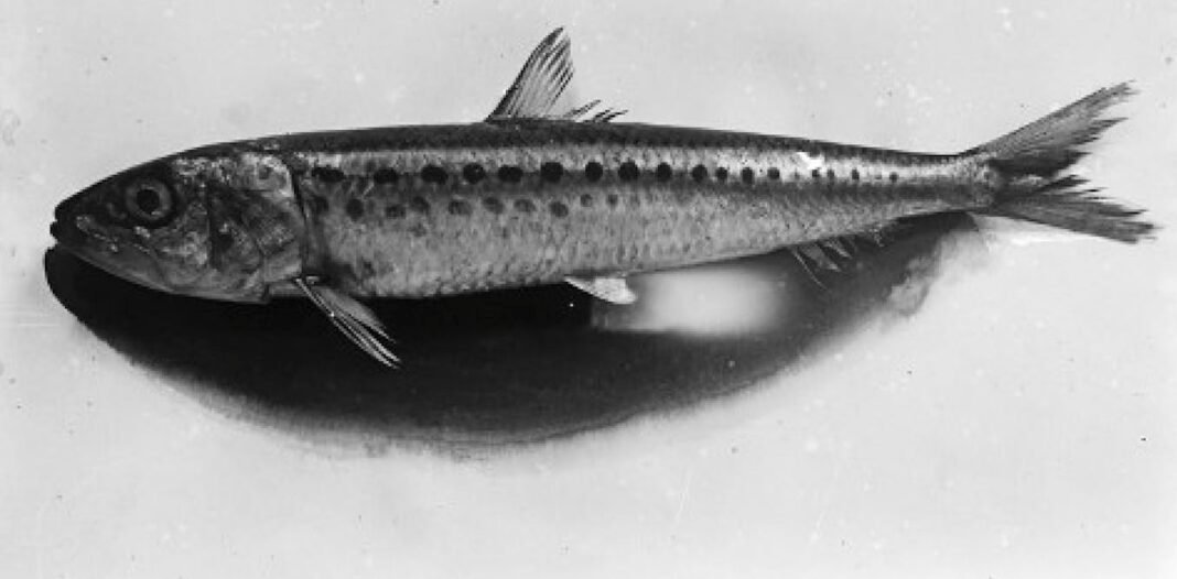 how-imperial-japan-turned-to-the-sardine-to-help-build-a-war-machine