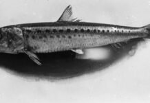 how-imperial-japan-turned-to-the-sardine-to-help-build-a-war-machine