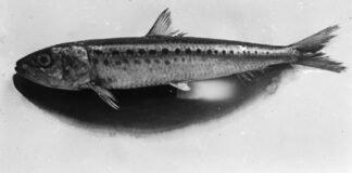 how-imperial-japan-turned-to-the-sardine-to-help-build-a-war-machine