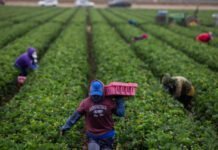 As temperatures get hotter, pesticides are more dangerous to farmworkers as-temperatures-get-hotter,-pesticides-are-more-dangerous-to-farmworkers