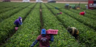 as-temperatures-get-hotter,-pesticides-are-more-dangerous-to-farmworkers