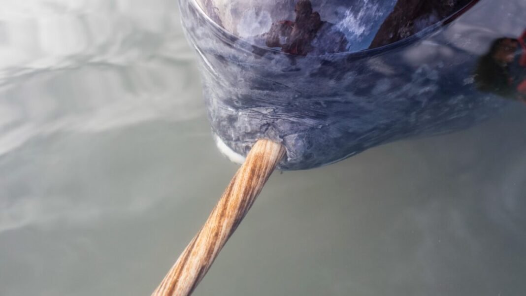 x-rays-add-new-twist-to-narwhal’s-spiral-tusk