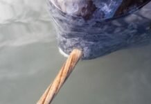 x-rays-add-new-twist-to-narwhal’s-spiral-tusk