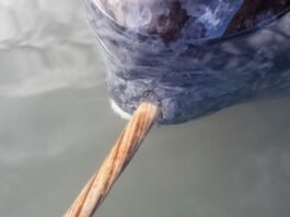 x-rays-add-new-twist-to-narwhal’s-spiral-tusk