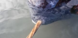 x-rays-add-new-twist-to-narwhal’s-spiral-tusk