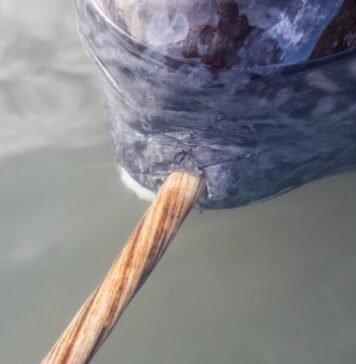 x-rays-add-new-twist-to-narwhal’s-spiral-tusk