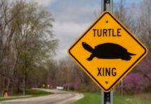 FCC abolishes gigabit speed goal, suggesting it is unfair to slower technologies fcc-abolishes-gigabit-speed-goal,-suggesting-it-is-unfair-to-slower-technologies