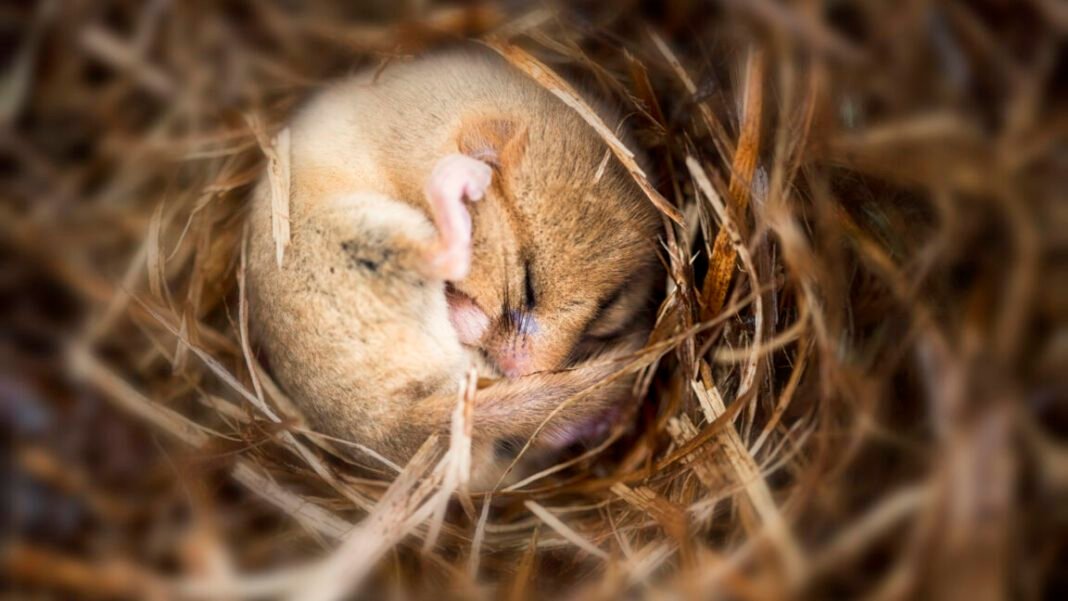 putting-mice-into-hibernation-causes-a-major-loss-of-synapses putting-mice-into-hibernation-causes-a-major-loss-of-synapses