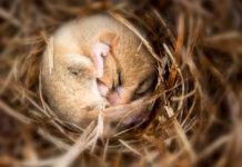 putting-mice-into-hibernation-causes-a-major-loss-of-synapses