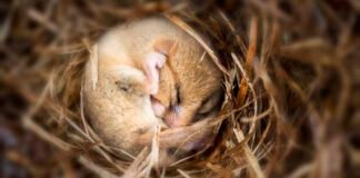 putting-mice-into-hibernation-causes-a-major-loss-of-synapses