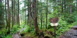 dismantling-the-roadless-rule-threatens-to-disrupt-wildlife-and-water-in-us