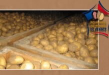 french-potato-crop-to-shrink-by-23%-after-severe-weather