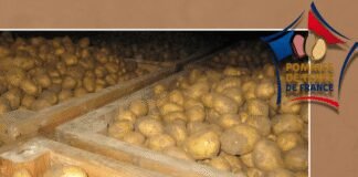 french-potato-crop-to-shrink-by-23%-after-severe-weather