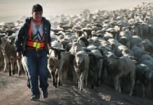 relentless-heat-and-drought-take-a-toll-on-herders’-physical-and-mental-health,-in-kenya-and-the-us